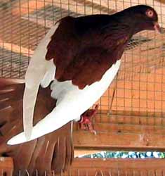 pigeon